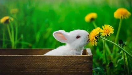 金沙娱乐App下载|羽毛球赛事v1.7.5